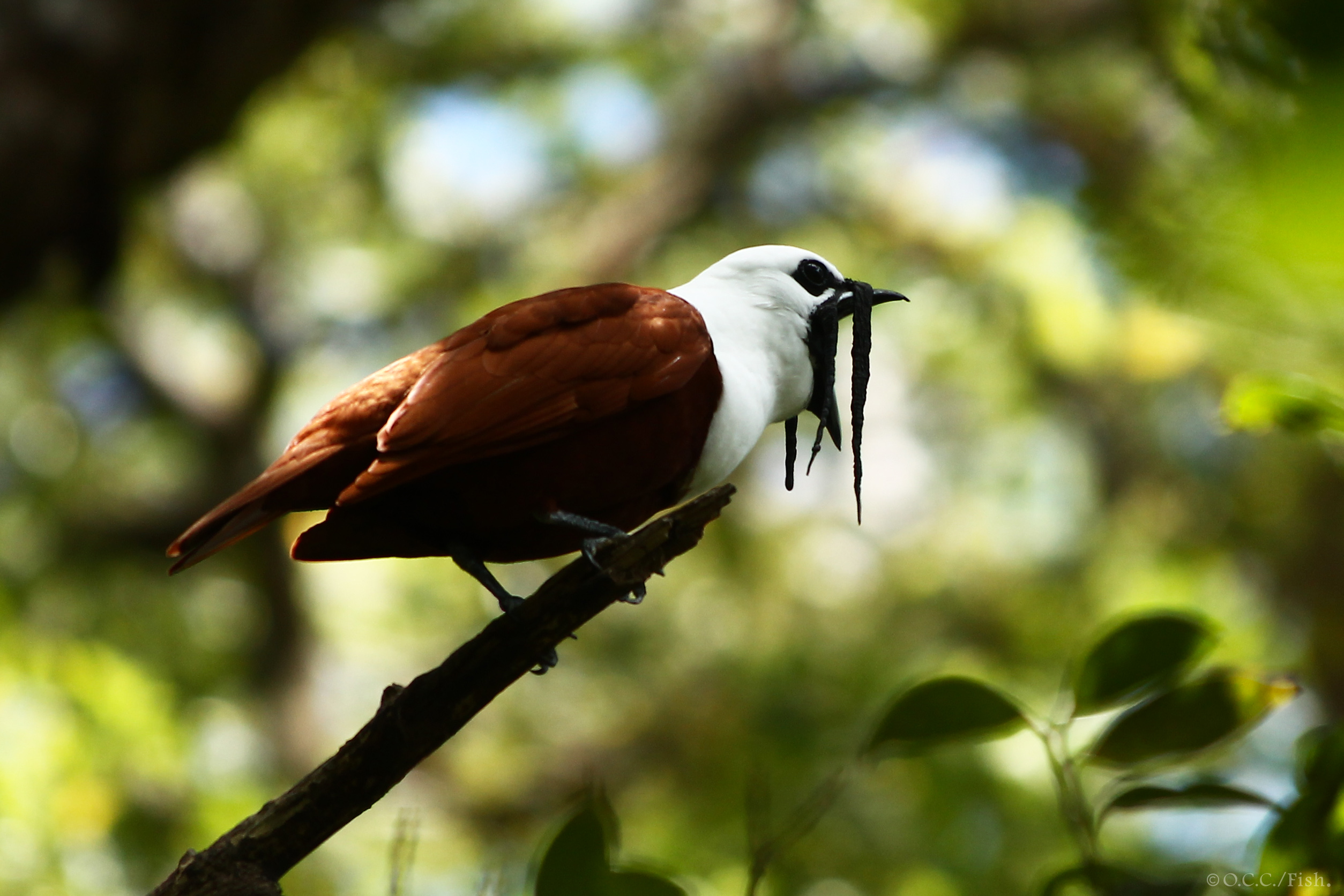 Pájaro campana o calandria – Procnias tricarunculatus