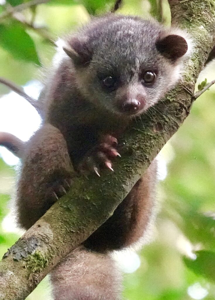 Olingo – Bassaricyon gabbii