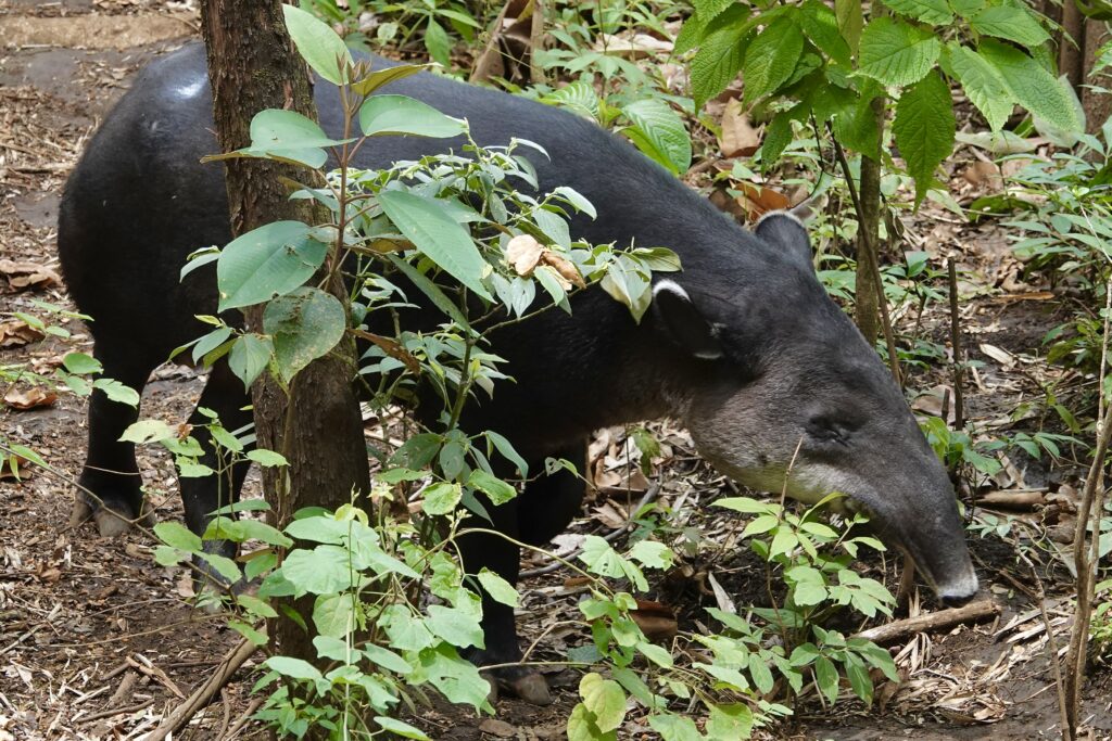 Danta – Tapirus bairdii (Mark Wainwright)