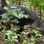 Danta – Tapirus bairdii (Mark Wainwright)