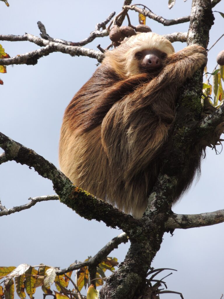 Perezoso de dos dedos – Choloepus hoffmanni (Mark Wainwright)