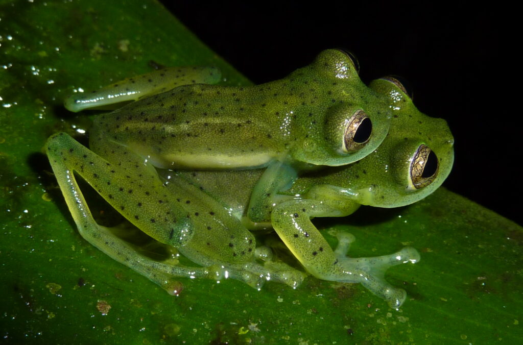 Rana de vidrio esmeralda – Espadarana prosoblepon (Mark Wainwright)