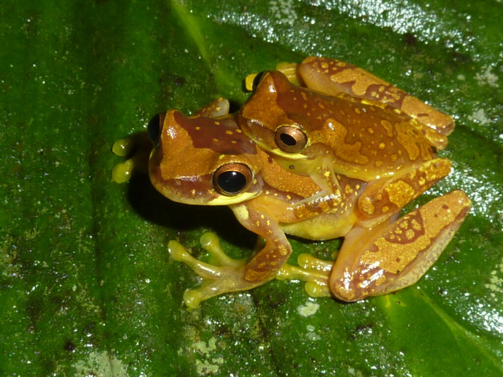 Rana arbórea amarillenta – Dendropsophus ebraccatus (Mark Wainwright)
