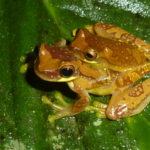 Rana arbórea amarillenta – Dendropsophus ebraccatus (Mark Wainwright)