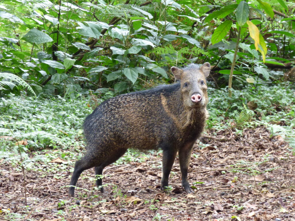 Saíno – Dicotyles tajacu (Mark Wainwright)