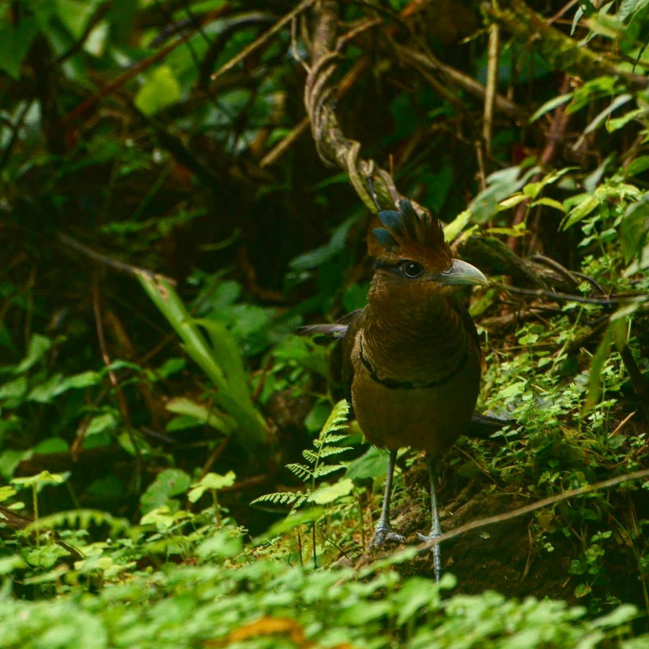 Rufous-ventedGroundCuckoo_Pocosol_Fabio