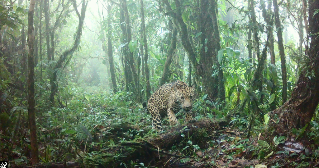 jaguar caminando por el bosque nuboso, jaguar walking through cloud forest