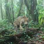 jaguar caminando por el bosque nuboso