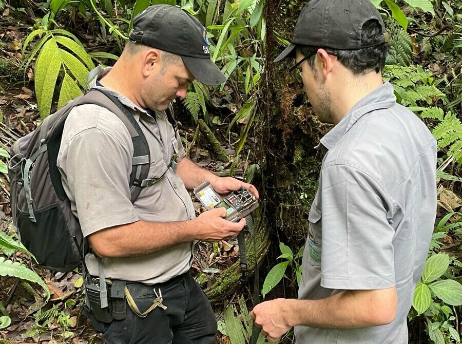 dos investigadores revisan camaras trampa en el bosque